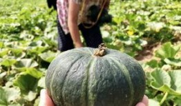 外国网红新瓜最新爆料,揭秘娱乐圈惊人内幕！