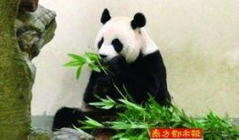 熊猫狗仔爆料是真的吗视频,熊猫狗仔爆料视频真实性揭秘