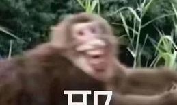 哈哥爆料猴帝是谁啊视频,哈哥爆料猴帝身份之谜