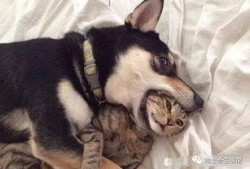 二狗爆料欧阳凯视频,欧阳凯视频事件真相揭秘