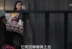 小雅姐姐爆料视频大全集,揭秘幕后真相与精彩瞬间