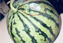 武穴网红吃瓜,揭秘网络舆论背后的真相