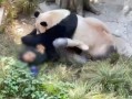 熊猫狗仔爆料是真的吗视频,熊猫狗仔爆料视频真实性揭秘
