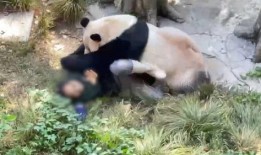 熊猫狗仔爆料是真的吗视频,熊猫狗仔爆料视频真实性揭秘