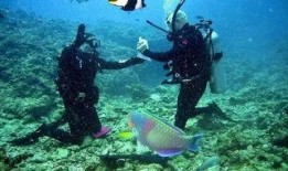 枫丹潜水爆料最新消息新闻,揭秘神秘海底世界新发现