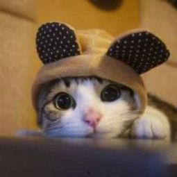 娱乐吃瓜酱猫咪视频大全,吃瓜酱视频大全欢乐盘点